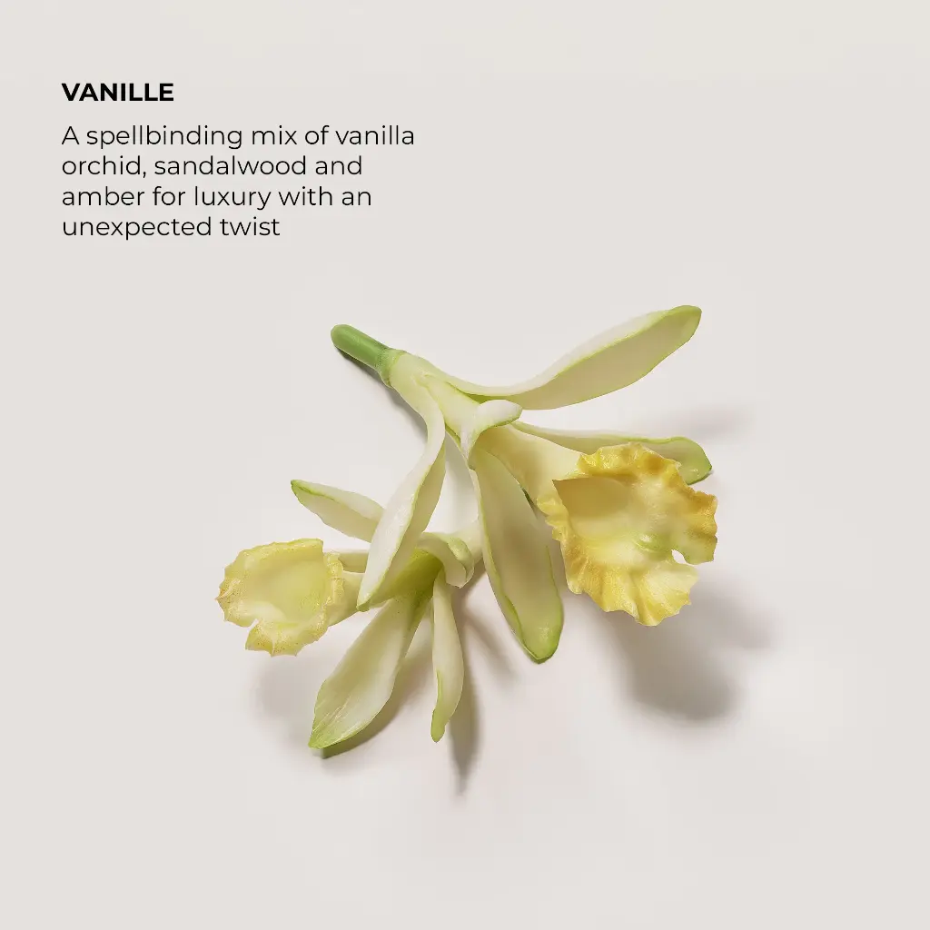 LM_SP23_BB_Scent_Infographic_Vanille_2.webp