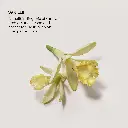 LM_SP23_BB_Scent_Infographic_Vanille_2.webp